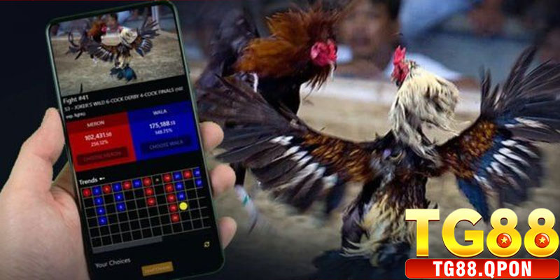 Các Loại Kèo Đá Gà Thomo TG88