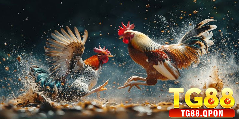 Đá Gà Cựa Dao TG88 – Trải Nghiệm Cá Cược Đỉnh Cao 6 Các Loại Kèo Trong Đá Gà Cựa Dao TG88