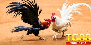 Đá Gà Cựa Dao TG88 Là Gì?