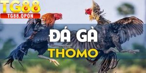 Đá Gà Thomo TG88 Là Gì?
