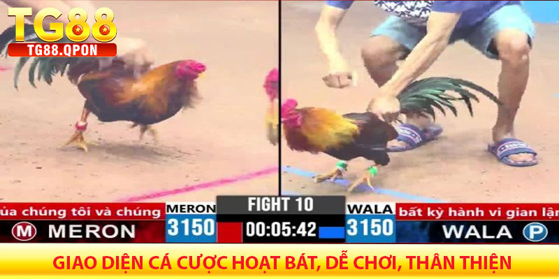 Giao Diện Cá Cược Hoạt Bát, Dễ Chơi, Thân Thiện, Dễ Sử Dụng