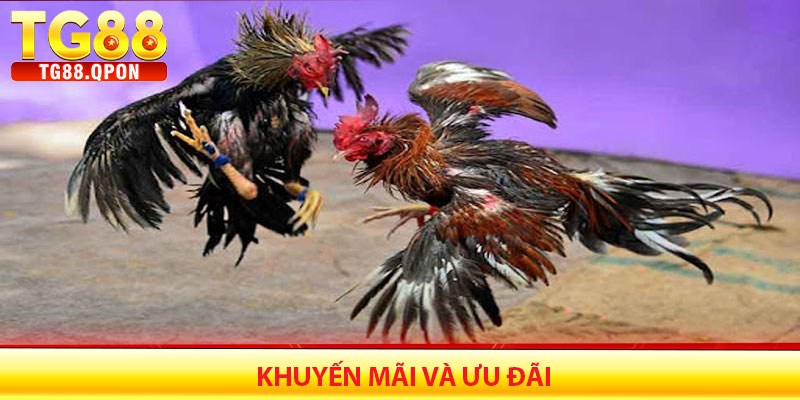Khuyến Mãi Và Ưu Đãi Dành Riêng Cho Người Chơi Đá Gà TG88