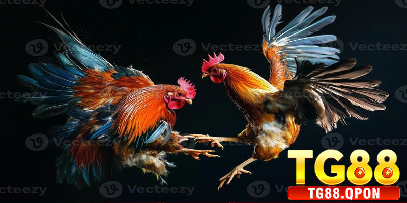 Đá Gà Cựa Dao TG88 – Trải Nghiệm Cá Cược Đỉnh Cao 7 Lưu Ý Khi Tham Gia Cá Cược Đá Gà Cựa Dao TG88