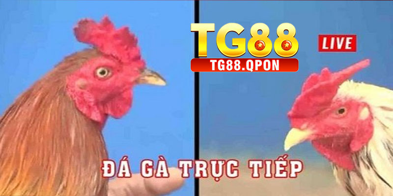 Lưu Ý Khi Tham Gia Cá Cược Đá Gà Thomo TG88