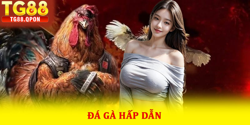 Đá gà hấp dẫn